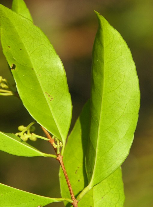 Loeseneriella pauciflora